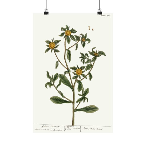 9651447112912320506_2048.jpeg Spiny Starwort (Pallenis spinosa), A Curious Herbal - Elizabeth Blackwell (1739) - Botanical Poster Print
