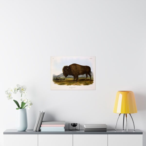 Bos Americanus, American Bison or Buffalo, plate 56 - John James Audubon (1845) - Natural History Poster Print